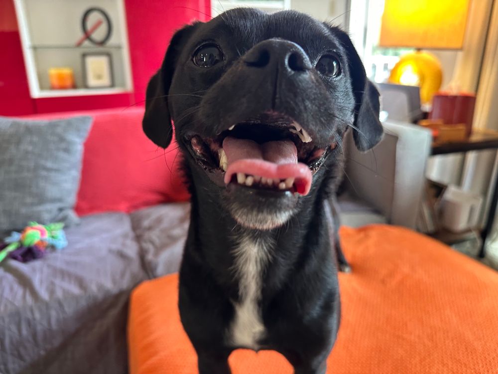 Winston the pug mix smiles with his crooked underbite and fabulous tongue out.