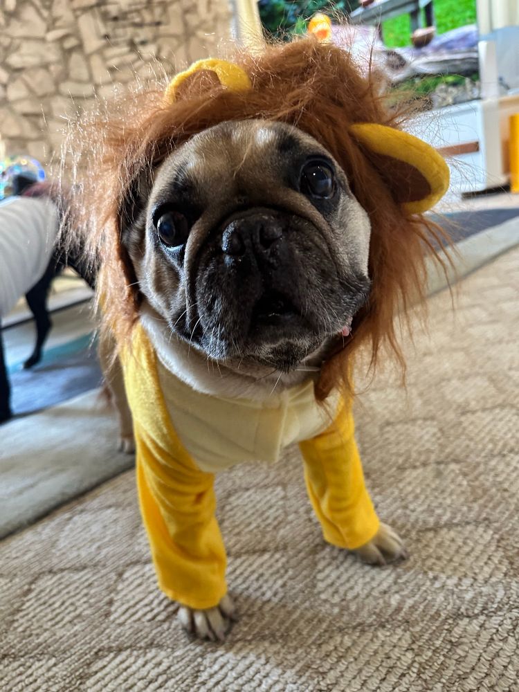 Beta the Frenchie dressed as a lion.