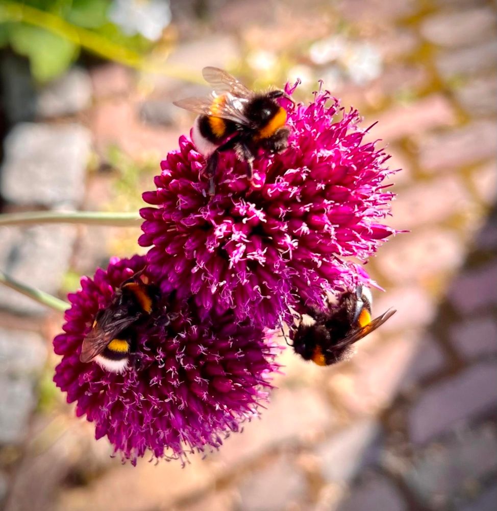3 Hummeln auf 2 lila Allium Blüten. Der Hintergrund ist unscharfe Pflasterung