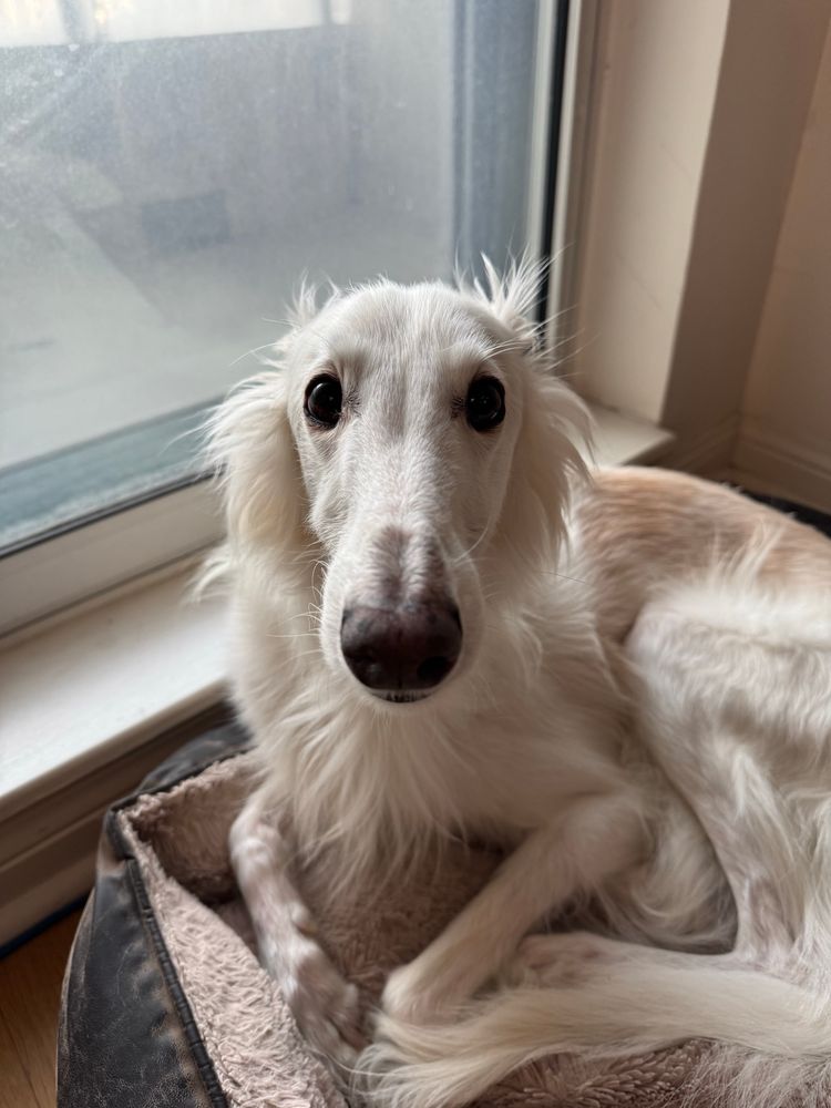 Wispy white dog with a long snoot and a general horse/fairy-like demeanor looks upon imploringly, seated in a fluffy dog bed next to a wide window letting a flood of natural light in