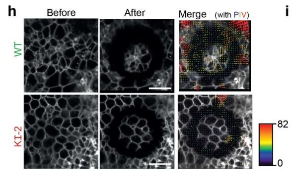Figure excerpt showing recoil following annual laser ablation of WT and VANGL2-knock in neuroepithelial cultures