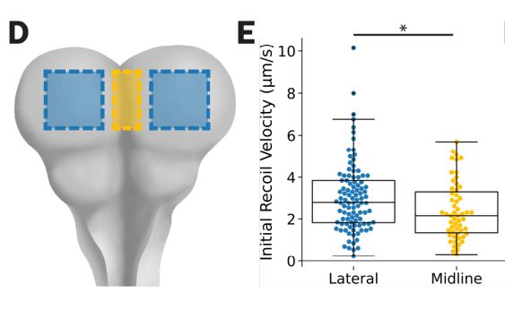 Illustration of the mouse cranial neural folds and quantification of recoil following laser ablations in the midline or lateral neural folds