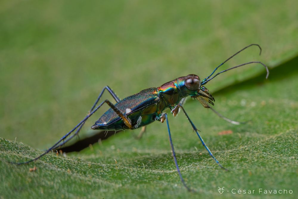 Na imagem, vemos um besouro-tigre fotografado de perfil sobre uma folha verde. O inseto tem corpo alongado e esguio, com uma coloração metálica iridescente que reflete tons de verde, azul, dourado e violeta conforme a luz incide.

Sua cabeça é grande em proporção ao corpo, com olhos compostos globosos e proeminentes, adaptados para visão aguçada. As mandíbulas longas e curvas estão bem visíveis, projetadas para capturar e segurar presas. As antenas são finas e compridas, estendendo-se para frente.

As pernas, também alongadas e delicadas, lhe conferem postura ereta e agilidade. A textura do élitro (asas endurecidas) mostra minúsculas pontuações, acrescentando detalhes ao brilho metálico. O fundo desfocado em verde contrasta com o corpo cintilante do besouro, destacando sua beleza e imponência predatória.