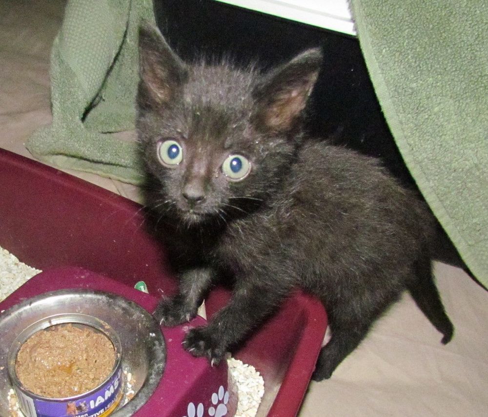 Diva, the early years
