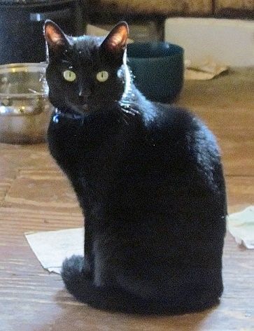 Regal black cat poses whilst awaiting the required adoration and gushy food offerings