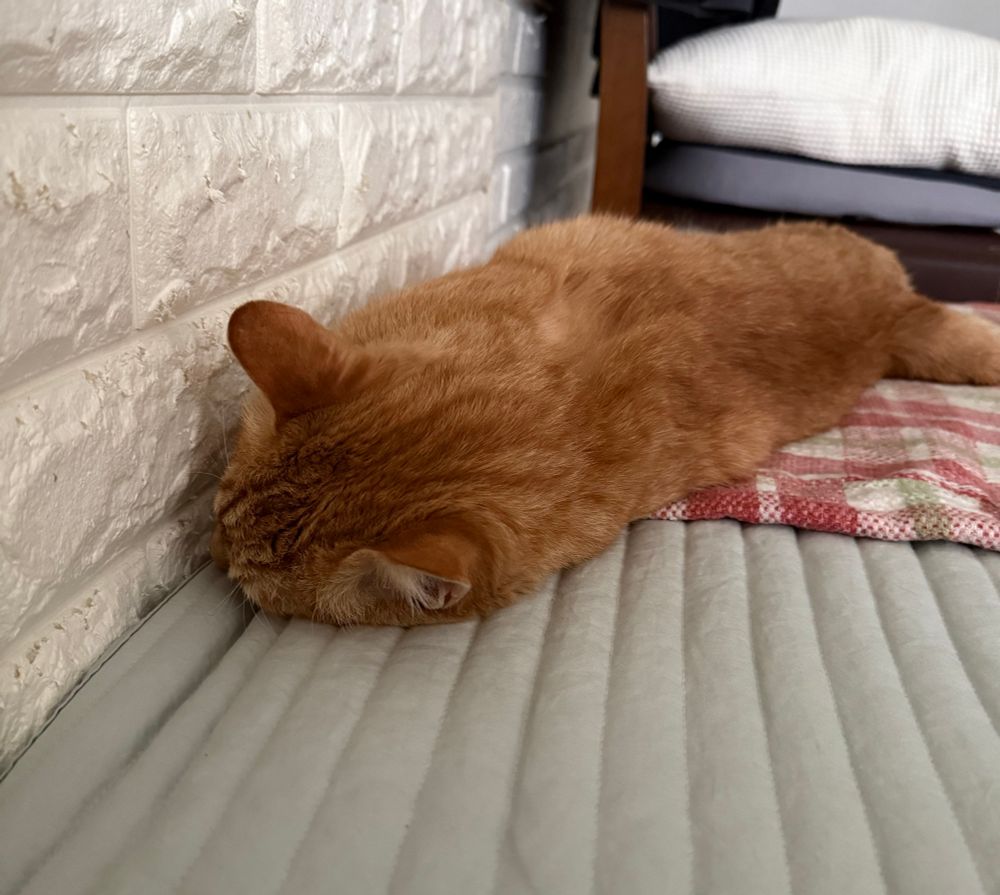 치즈고양이 바람이가 침대 위에 누워 벽에 코를 박고 누워서 잠들어 있다