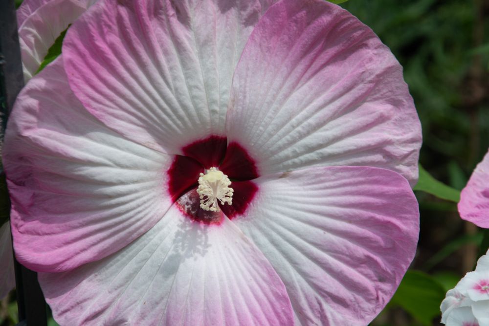 Close up of a hibiscus flower. The flower is light pink at the outer edges, fading to white, and then dark red in the center.