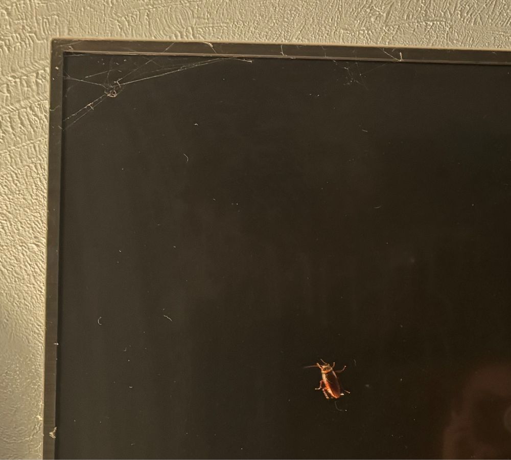 Flatscreen tv, turned off, with a cockroach on the screen. 
