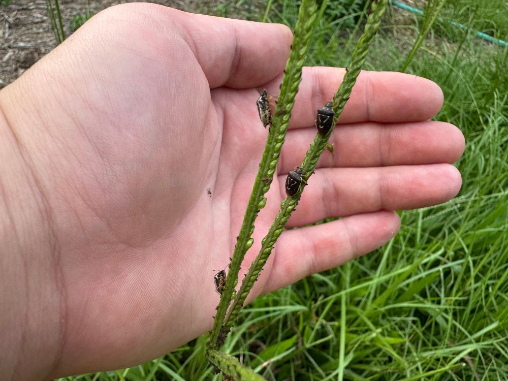 A stalk of grass seedheads covered in beetles. The beetles are black with light yellow triangular markings. A hand is being used to focus the camera, beauty influencer style 