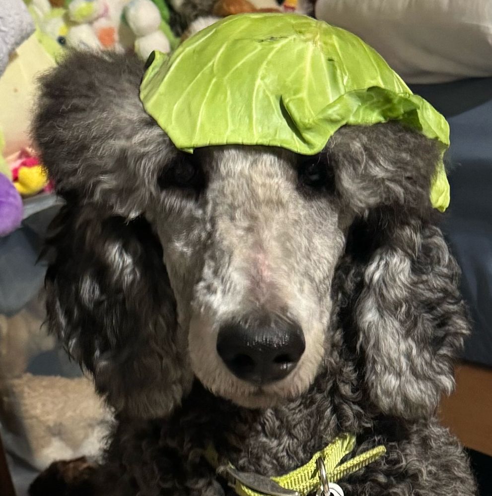 A standard poodle looking at the viewer. He has a big cabbage leaf on his head like a beanie 