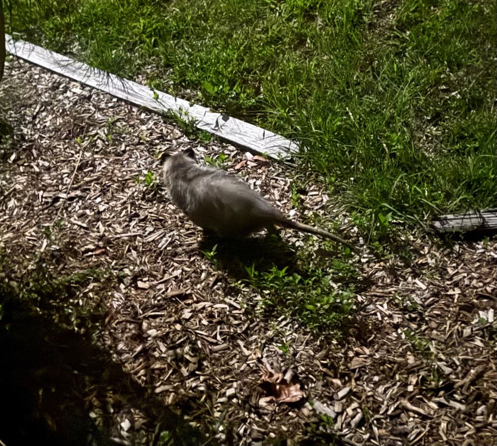 virginia opossum