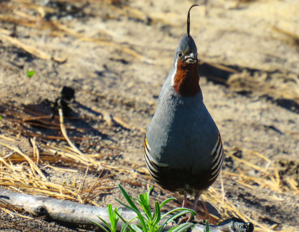 A mountain quail walks through a burned landscape and looks towards the camera