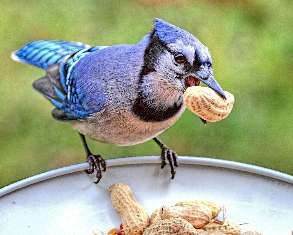 A blue jay holding a peanut in its beak.