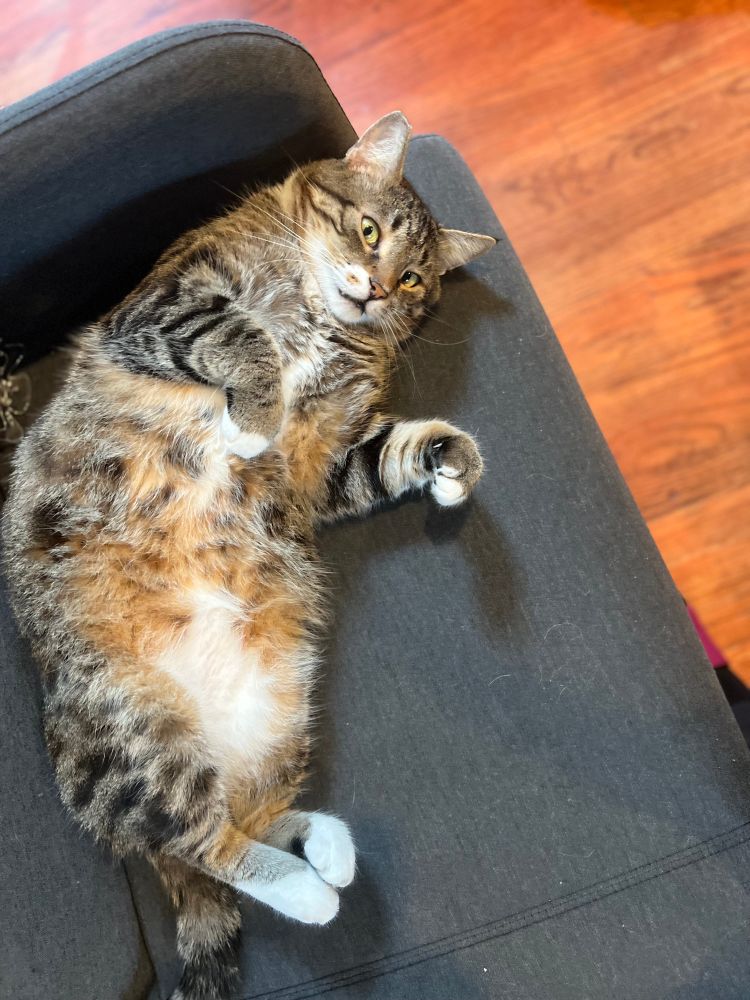 Male tabby, laying on his back, showing his tummy 