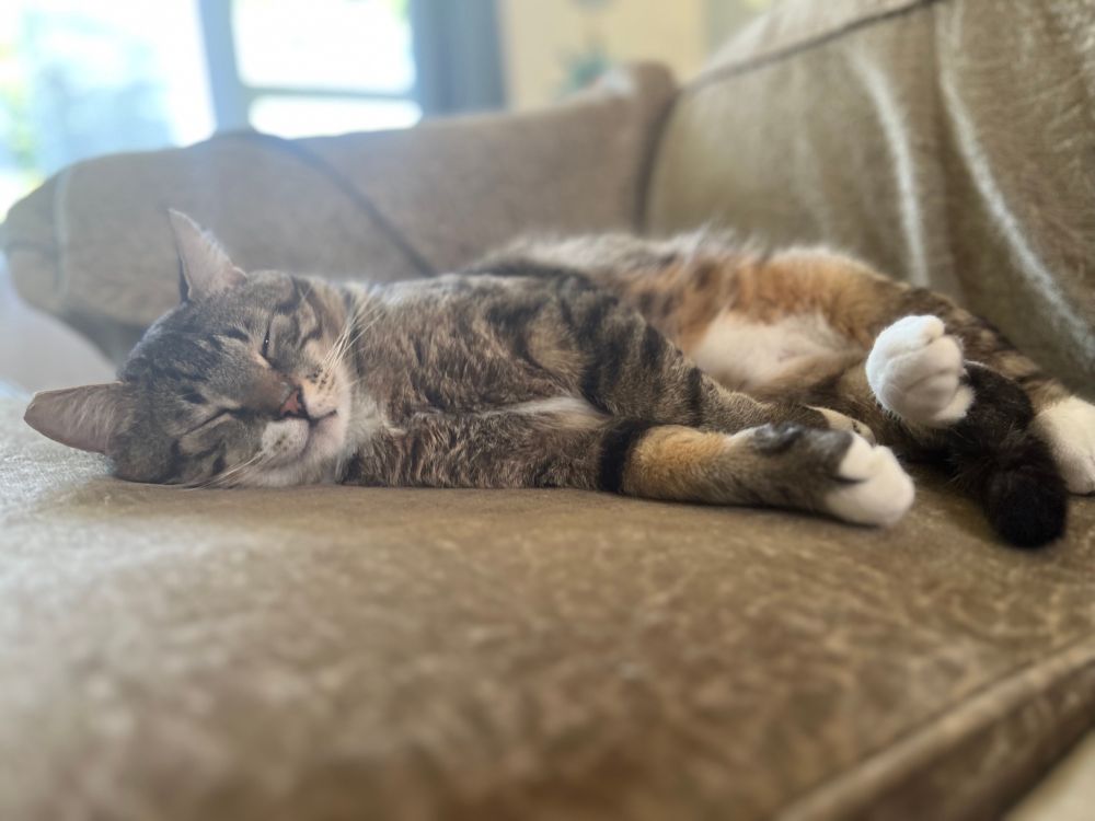 Male tabby cat laying on his side, sleeping blissfully 