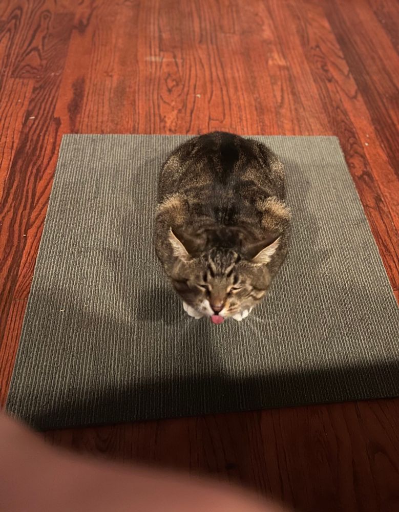Tabby cat with his eyes closed and sticking out his tongue 