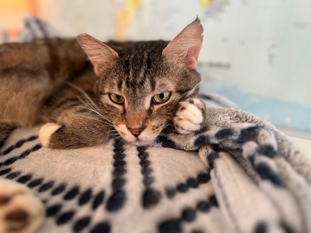 Male tabby laying on a blanket, resting his head on his paw like it is a pillow 