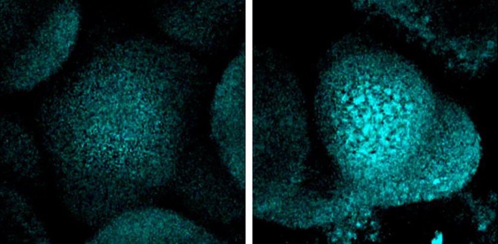 Un equipo del Instituto de Biología Molecular y Celular de Plantas (IBMCP), centro mixto del Consejo Superior de Investigaciones Científicas (CSIC) y la Universitat Politècnica de València (UPV), ha demostrado que el parón del crecimiento de las plantas en épocas de sequía no responde, como se creía hasta ahora, a la necesidad de ahorrar energía para activar los mecanismos de defensa. La investigación, publicada en la revista Nature Communications, señala que la clave podría estar en el mecanismo de protección del ADN de las células madre de la planta que intentan evitar la transmisión de mutaciones a la descendencia. 

En épocas de sequía, las plantas dejan de crecer. Hasta ahora se atribuía esta respuesta a una necesidad de redirigir los recursos energéticos de los que disponen hacia la puesta en marcha de la respuesta defensiva. Sin embargo, no todas las observaciones encajan con esta explicación. El Grupo de Señalización de Plantas del IBMCP, liderado por el profesor de investigación del CSIC Miguel Ángel Blázquez, ha planteado una hipótesis alternativa. 

