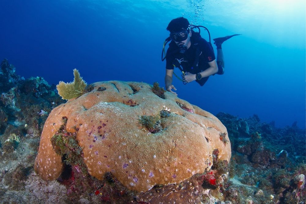 Incluso los corales más resistentes del mar Caribe tienen su supervivencia amenazada por el aumento de la temperatura. Es la principal conclusión de un estudio donde participa personal investigador del Instituto de Acuicultura Torre de la Sal (IATS), centro del Consejo Superior de Investigaciones Científicas (CSIC) en Castellón. Tras analizar más de un siglo de evolución de una especie de coral resistente a las altas temperaturas, Siderastrea siderea, en varias zonas de la isla de Martinica, el equipo de investigación observó que estos corales no se han recuperado de las olas de calor recurrentes desde los años 80. Además, la densidad de sus esqueletos cayó entre 2010 y 2020, lo que sugiere que estos corales han superado su “límite térmico” para crecer adecuadamente. Los resultados se publican en Scientific Reports, revista de acceso abierto de Nature.  

Los corales son animales marinos emparentados con las medusas. Son tan abundantes y esenciales en la formación de los arrecifes que les dan su nombre. Los corales constructores de arrecifes forman esqueletos de carbonato cálcico (como nuestros huesos), lo que da estructura al arrecife y crea hábitats para una enorme diversidad marina. Mantener esta estructura durante siglos depende en gran parte de la velocidad con la que los corales depositan su esqueleto.

Pie de foto: El coral masivo Siderastrea siderea en el arrecife Caye d’Olbian, Martinica. Foto: Ewan Trégarot.
