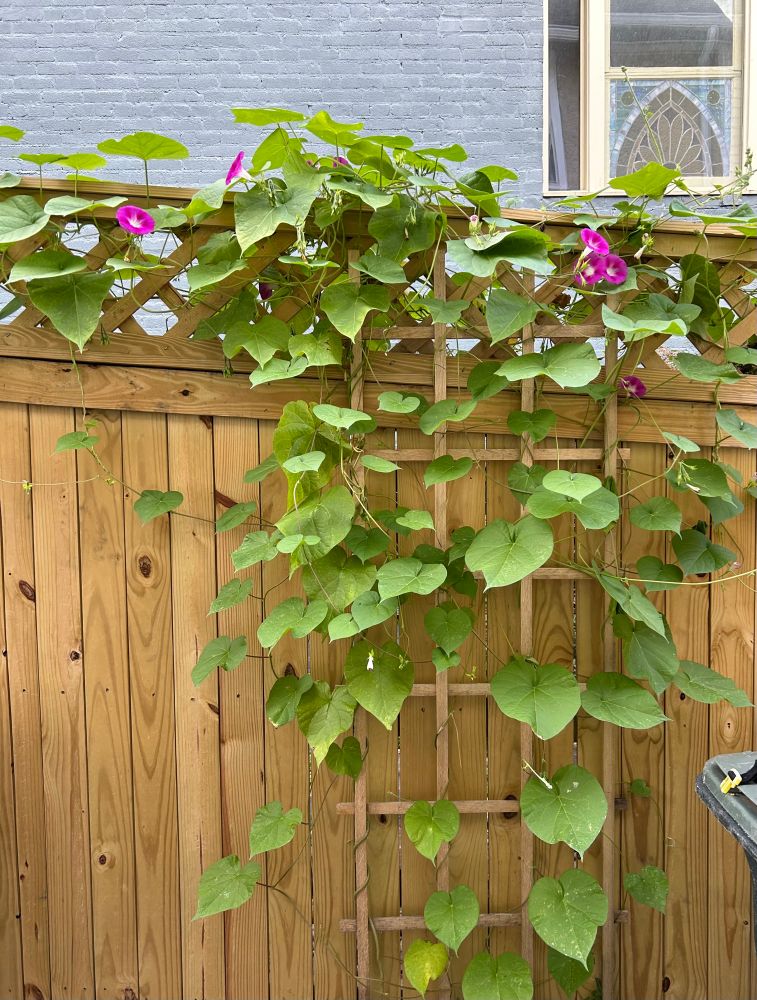 A super prolific morning glory vine with pink flowers twined around a lattice 