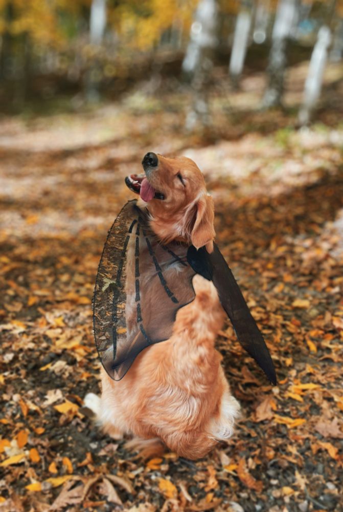 A smiling Golden Retriever in a bat costume, outside on a sunny autumn day. 
