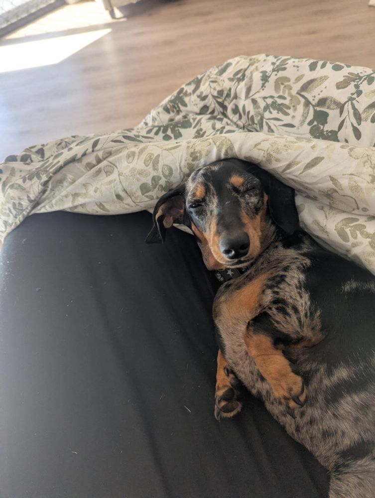 Carla. Silver dapple miniature dachshund, approximately 10months old.