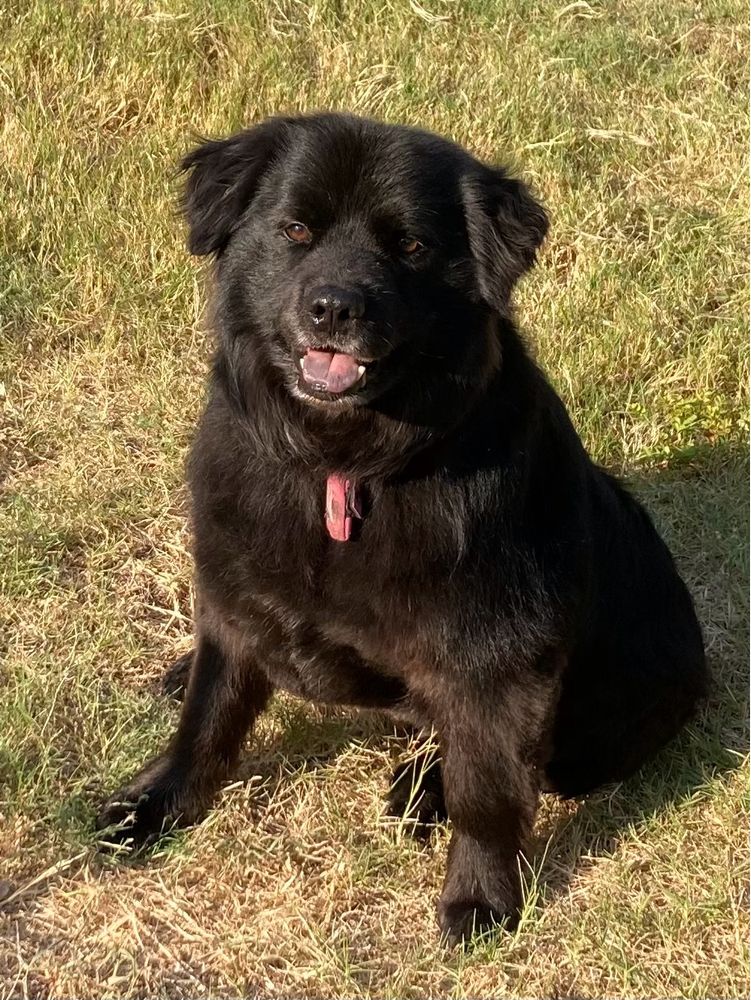 Fluffy back dog sitting in the setting sunlight in a grassy yard.
