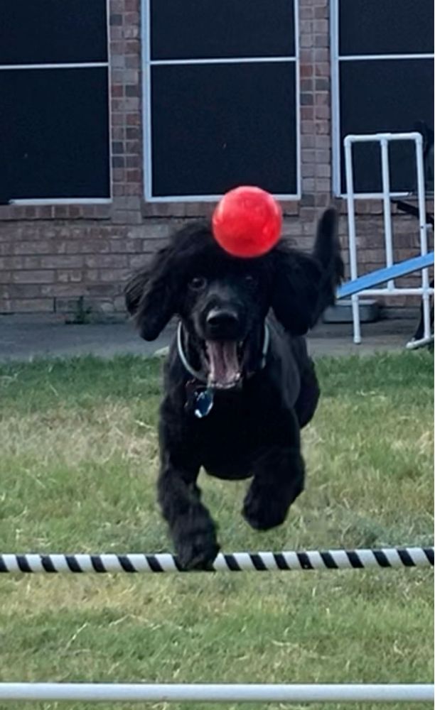 Black dog with shaved hair on the body and a fluffy/scruffy head and ears jumping over an agility jump chasing a red ball.