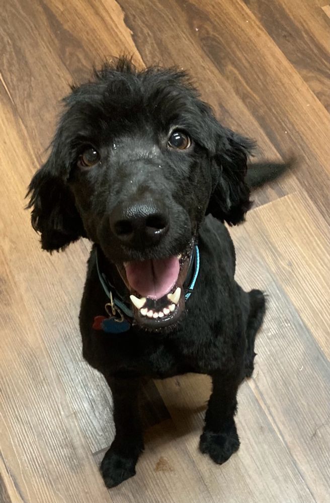 Black dog with shaved hair on the body and a fluffy/scruffy head and ears sitting and looking at the camera.