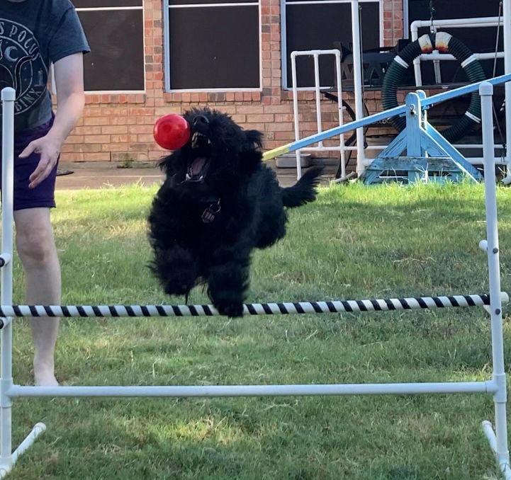 Black, scruffy dog jumping over an agility jump after a ball. Both dog and ball are suspended in midair. Dog’s mouth is open wide trying to get the ball.