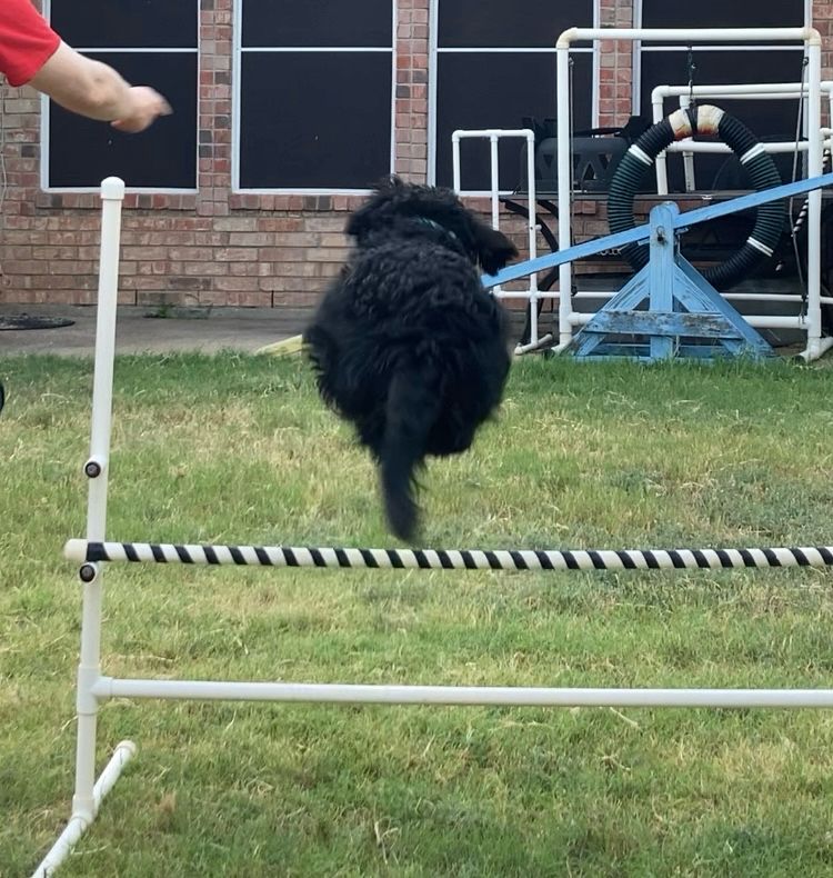 Black scruffy dog jumping over an agility jump. Only head, ears, body, and tail can be seen.