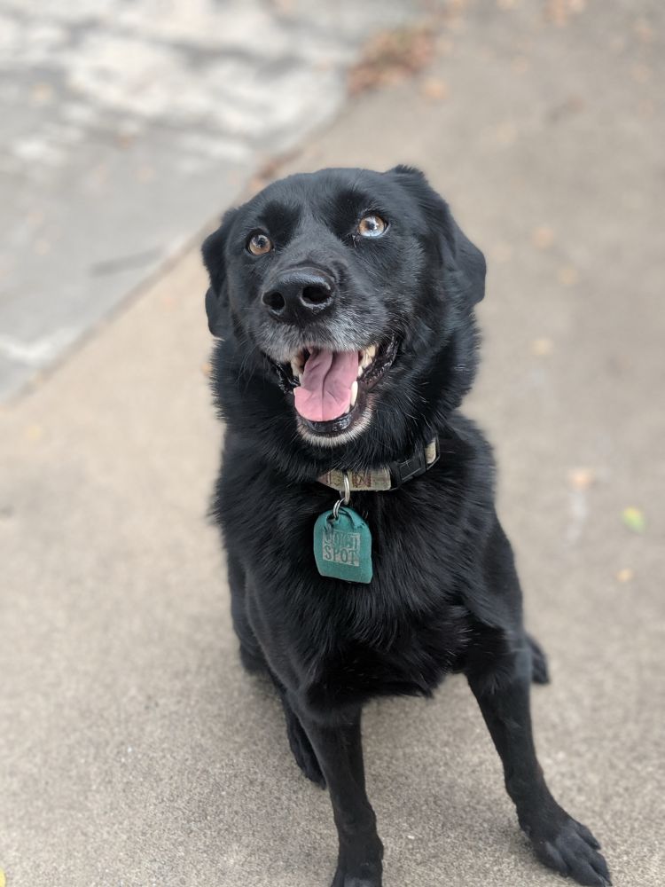 Black dog sitting in a driveway.