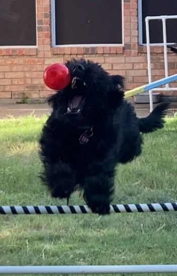 Close up of the dog and ball.