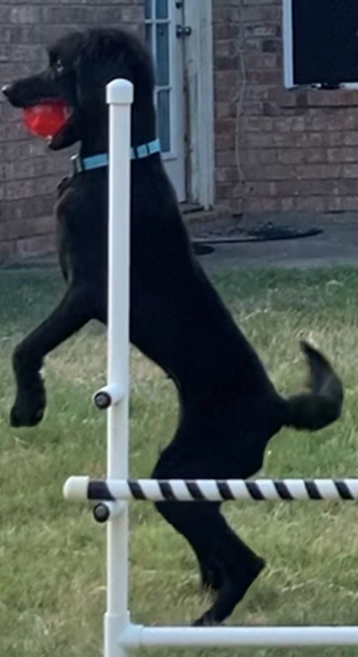 Black dog with shaved hair on the body and a fluffy/scruffy head and ears standing on its hind legs with a red ball in its mouth.