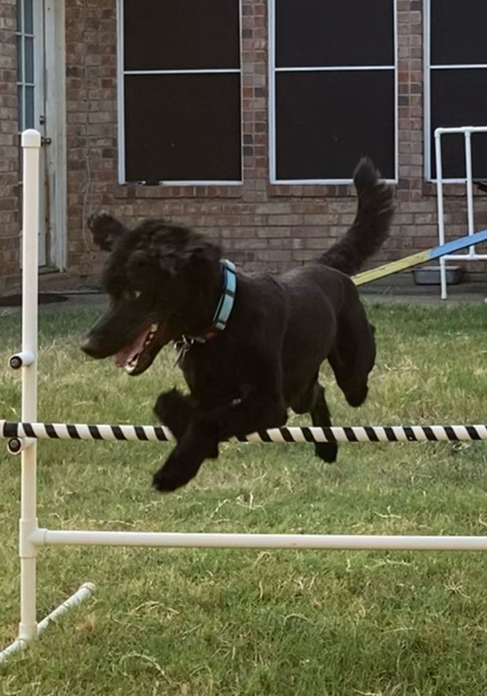Black dog with shaved hair on the body and a fluffy/scruffy head and ears jumping over an agility jump.