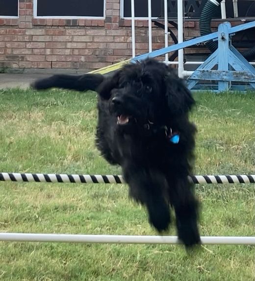 Black, scruffy dog jumping over an agility jump and looking to their right at the handier, who is off camera.