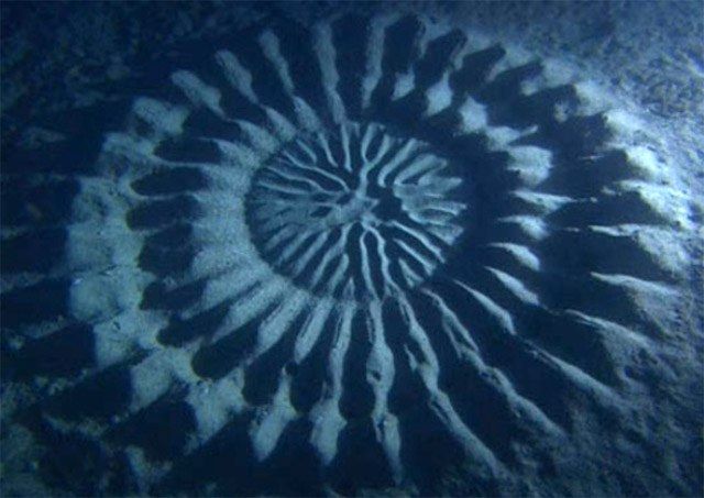 The art is made of sand and consists of two outer rings of ridges which are perfectly symmetrical, about 50 ridges in each ring. The inside disk resembles tree roots. It's beautiful and strange.