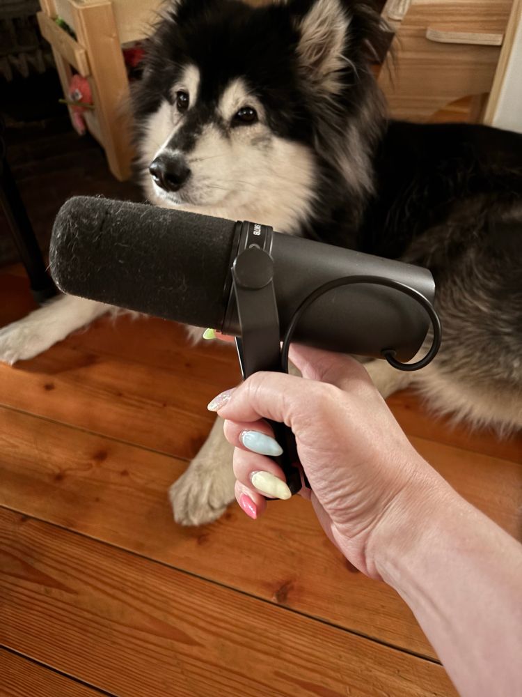 a hand with long painted nails holding a shure sm7b moving coil dynamic microphone in front of a husky/malamute lying on a hardwood floor. there is pet hair stuck to the microphone's windscreen. 