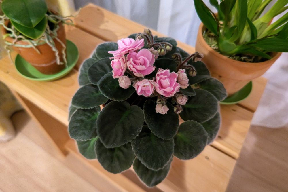 セントポーリアの花、濃いめのピンクです