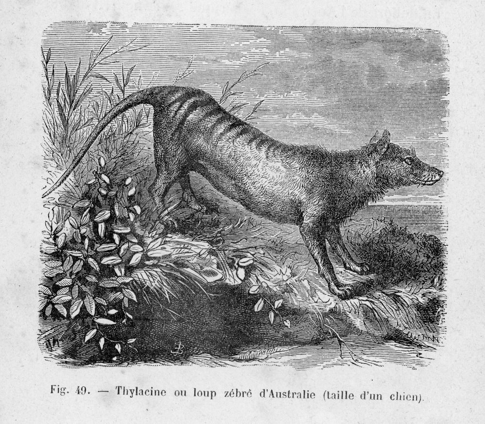 thylacine