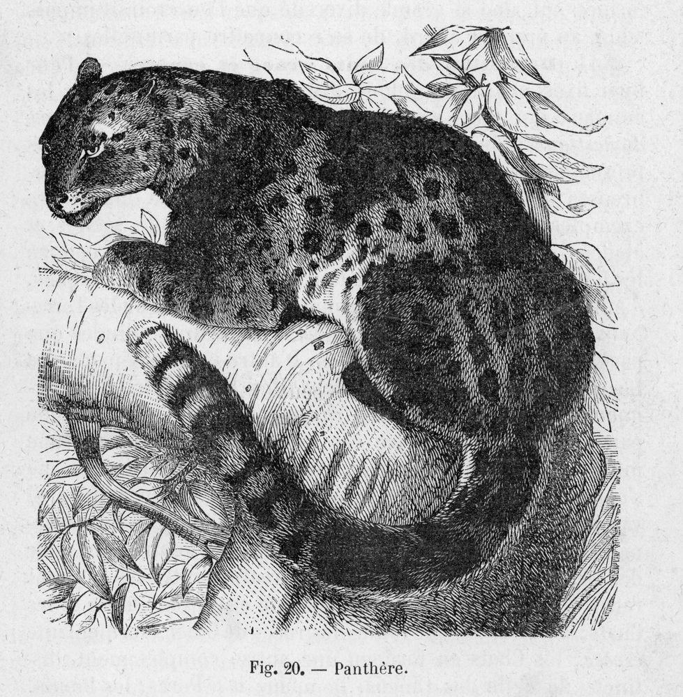 Panther 