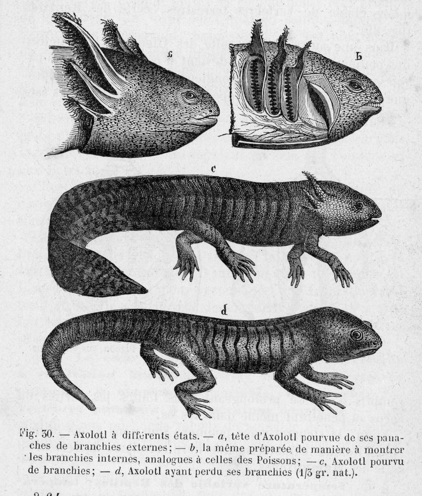 Axolotl 