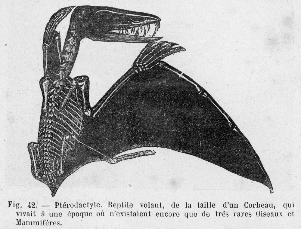 pterodactyl 