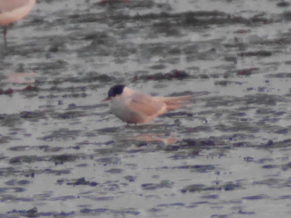 Adult Arctic Tern