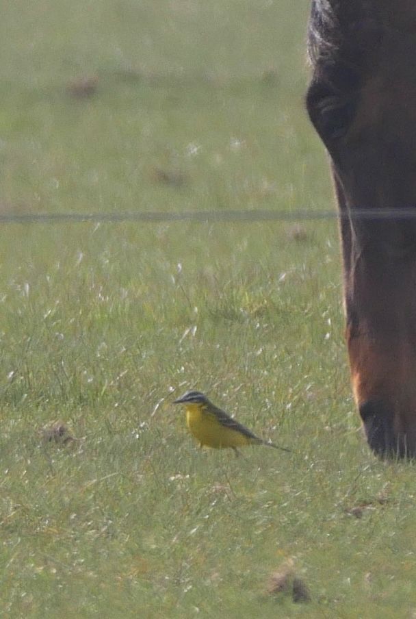 Blue-headed Wagtail Pegwell cliff top 21st April 2025