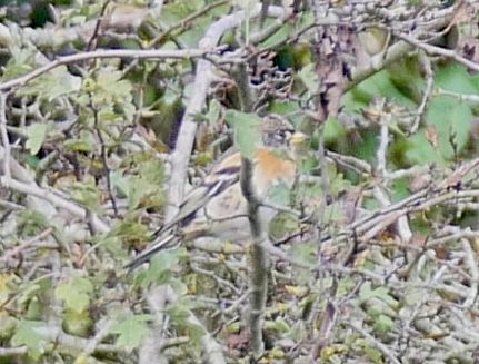 Brambling.