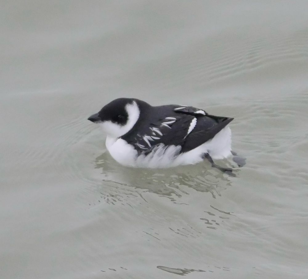 Little Auk, Ramsgate Harbour swimming past the east pier.