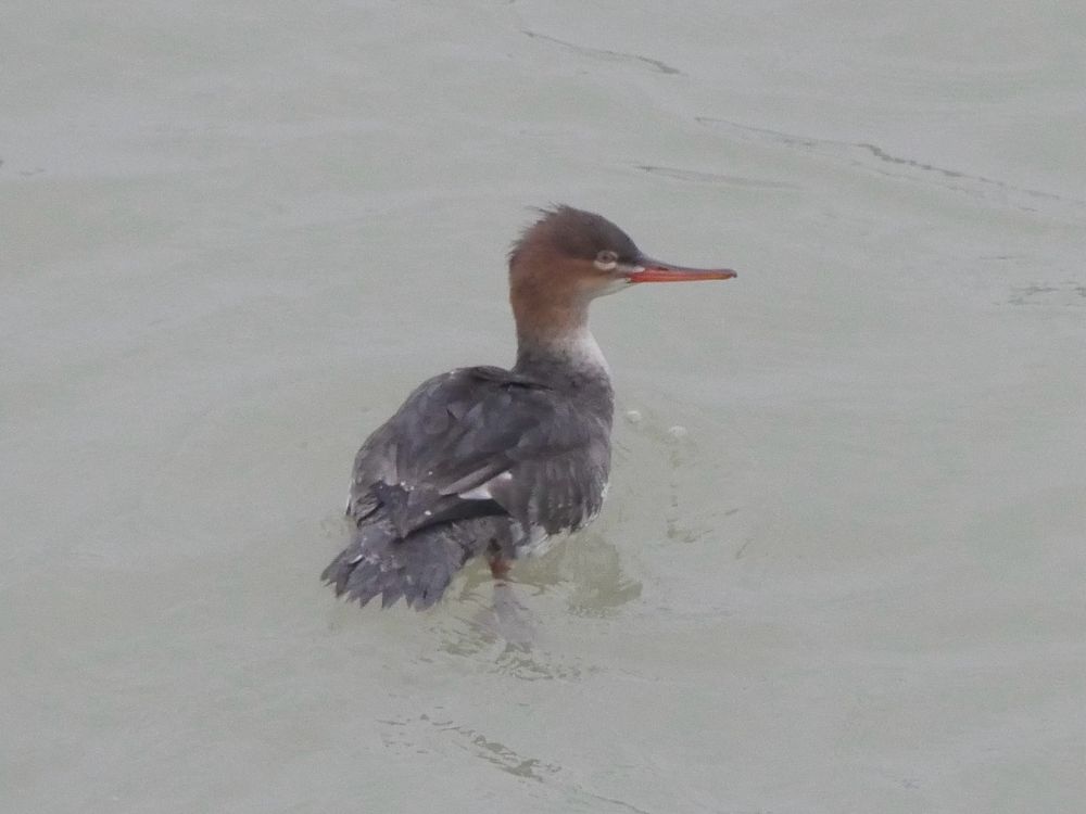Red-breasted Merganser