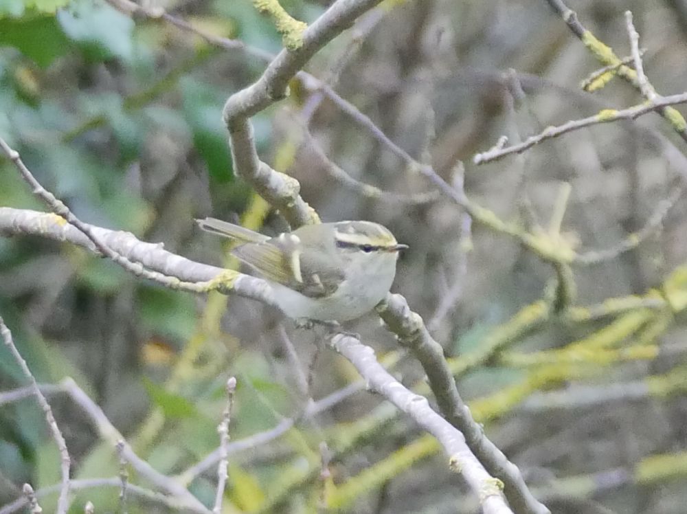Pallas’s Warbler, King George VI Memorial Park, Ramsgate, 8th November 