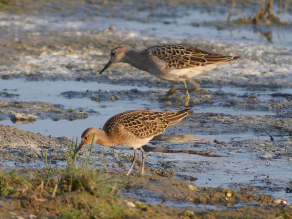 Female (foreground) and Male (background) Ruff